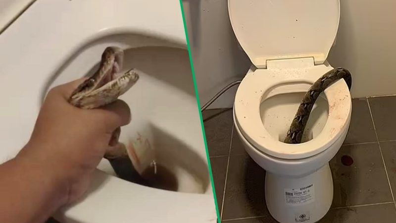 WATCH: A mega python latched on a lad's testicles while on the loo and the aftermath is insane